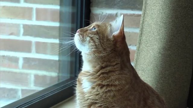 Мем про кота Тигра смотреть онлайн