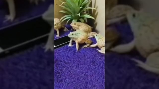 Приколы | 2021 Смешные видео - Лучшие Русские Приколы Январь смотреть онлайн