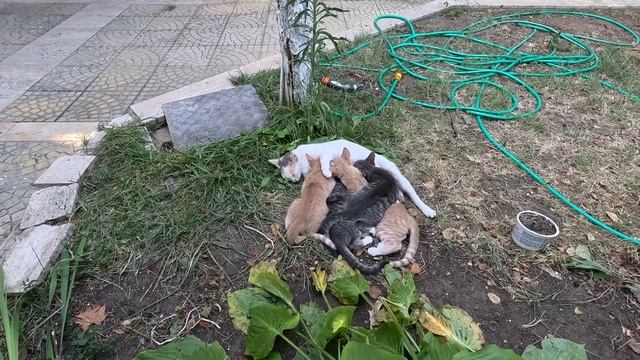 Street cat with kittens / Уличная кошка с котятами смотреть онлайн