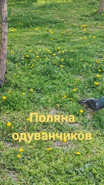 Поляна жёлтых одуванчиков. смотреть онлайн