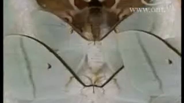 Коллекция бабочек в Лиде смотреть онлайн