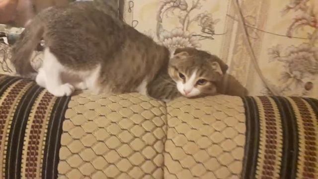 ПРИКОЛЬНАЯ КОШКА## СМЕХ ДО СЛЕЗ!!!))) смотреть онлайн
