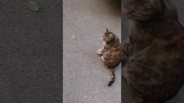 Кошка против богомола смотреть онлайн