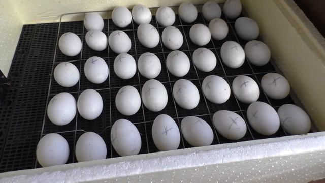 Стремимся к 100% выводу. Инкубация утиных яиц в инкубаторе Золушка. смотреть онлайн