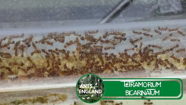 2023 ANT CORNER UPDATE PART 2! #ants #colony смотреть онлайн