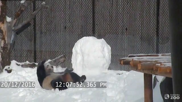 Панда vs Cнеговик Прикол смотреть онлайн