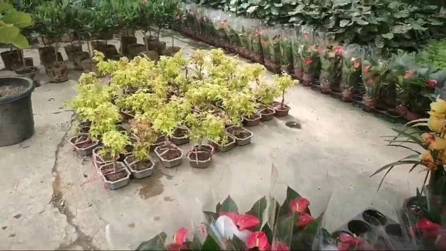 Plants shopping... ## Maple смотреть онлайн