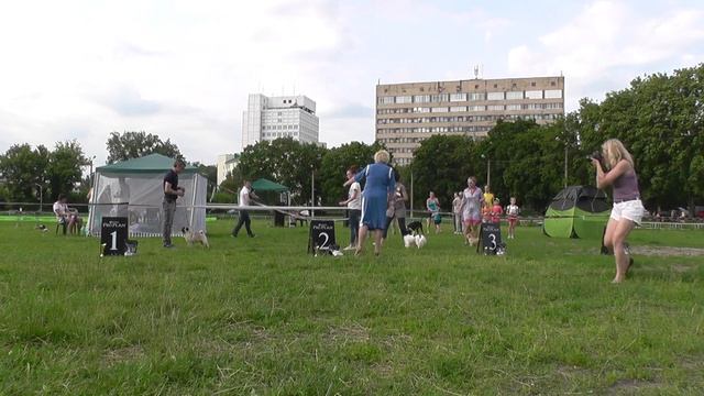 18.06.2016 Выставка САС "Кубок Феникса" - Бест IX группы смотреть онлайн