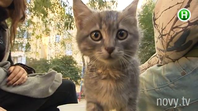 Маленький пушистый герой АТО ищет себе хозяина - Абзац! - 10.10.2014 смотреть онлайн