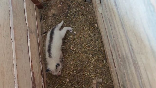 Лисята в барнаульском зоопарке "Лесная сказка" смотреть онлайн