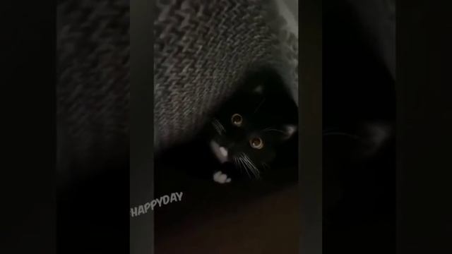 Лучшие приколы 2024 самые смешные приколы смотреть онлайн