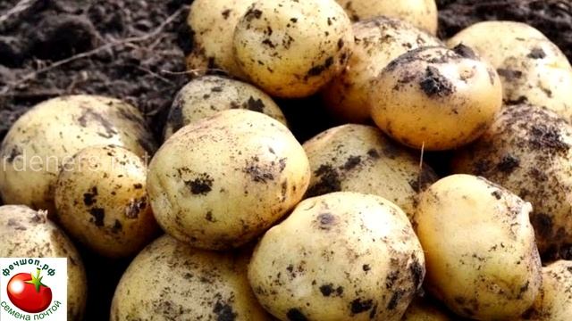 Лучшие урожайные сорта рассыпчатого картофеля для посадки. смотреть онлайн
