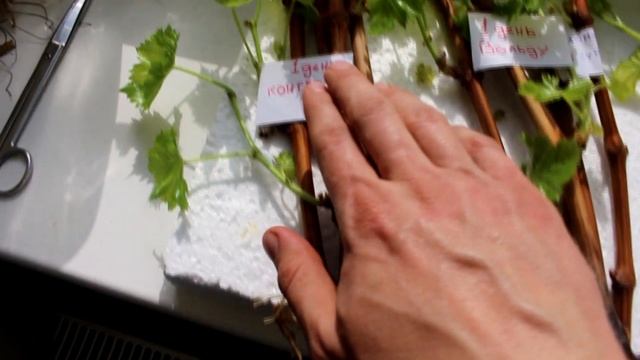 Обледенение на винограде - насколько это страшно. Практический опыт 2018г. смотреть онлайн