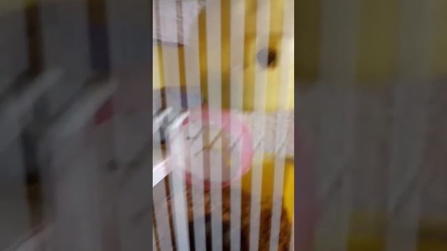 Два хомяка в одной клетке смотреть онлайн