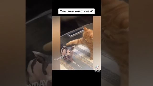 приколы ,хорошее настроение. Ставь лайк! смотреть онлайн