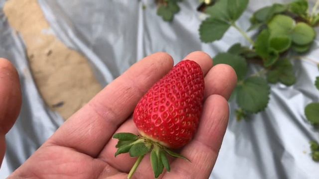 Клубника Сан Андрес🍓🍓🍓