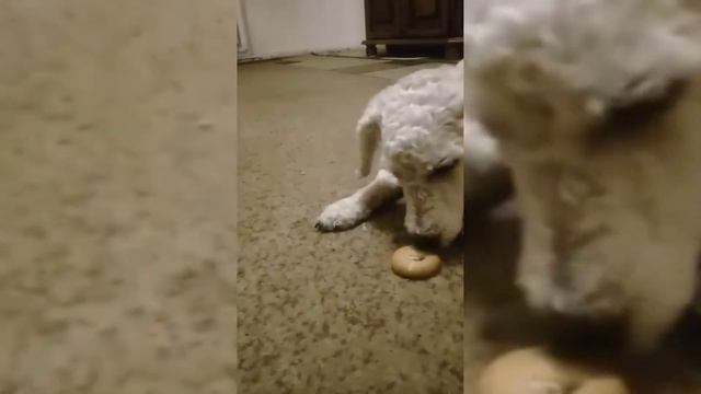 Максик и бублик!!.самое смешное видео😂😂.Пудель Макс Приколы😊😊 смотреть онлайн