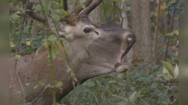 ЛУЧШИЕ ПРИКОЛЫ НАЧАЛО АПРЕЛЯ 2019 ржал до слез угарные фэйлы №3 смотреть онлайн