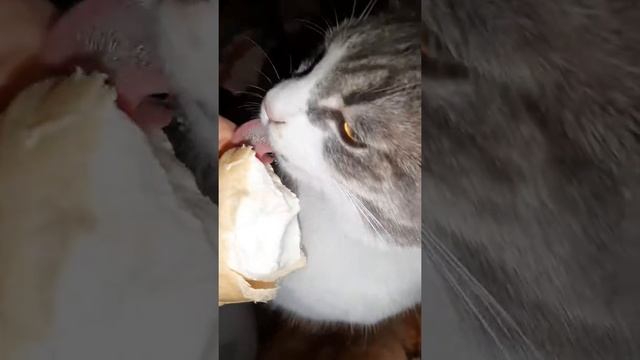 КоТиГад котики смешные, котики милые, кот кушает мороженко смотреть онлайн