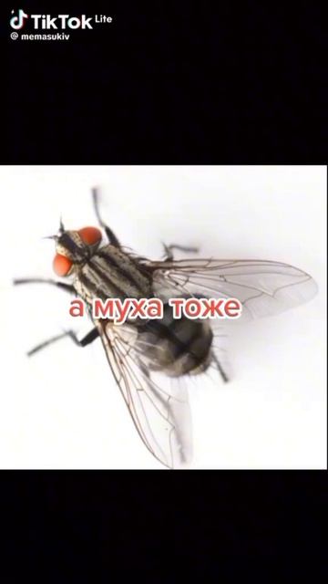 песня vs как пою я смотреть онлайн