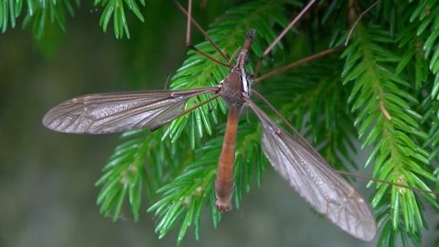 Giant Crane Fly смотреть онлайн