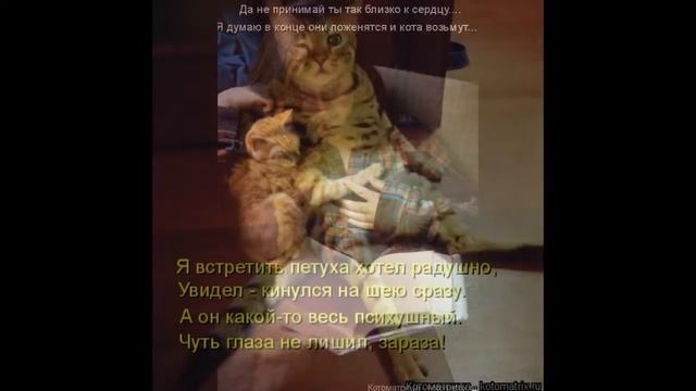 котоматрица смотреть онлайн