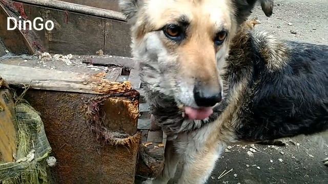 Гречка Мартини - Мы На Карантине смотреть онлайн