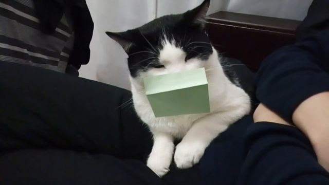 Кот флегматик с бумажкой на носу. Смешной кот. смотреть онлайн
