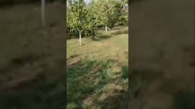 Расим лезги прикол.К!ек! смотреть онлайн