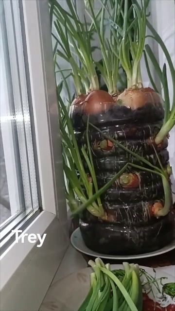 growing onions at home, выращивание лука в домашних условиях смотреть онлайн