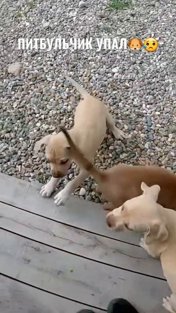 Щенок питбуля упал 😱 #питбулиdragonlife #питбульграф #питбулиагопа # dragonlife #щенок