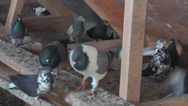 Мир голубей. Брянск 2016 смотреть онлайн