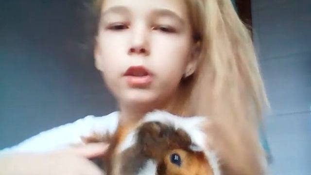 Мои морские свинки смотреть онлайн