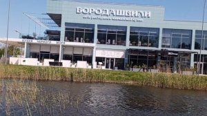 Уточки в пруду