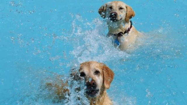 Забавные собачки плавают в бассейне показ слайдов 2015! смотреть онлайн