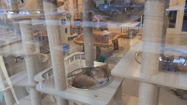 Котокафе в Северной Паттайе (Тайланд)