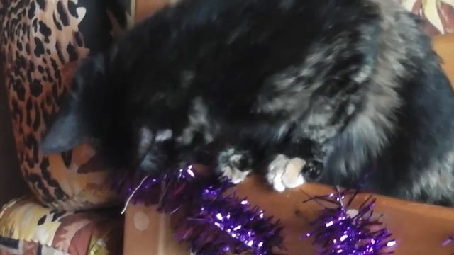 КОШКИ 2020 Смешные коты приколы с котами до слез – Смешные кошки 2020 – Funny Cats смотреть онлайн