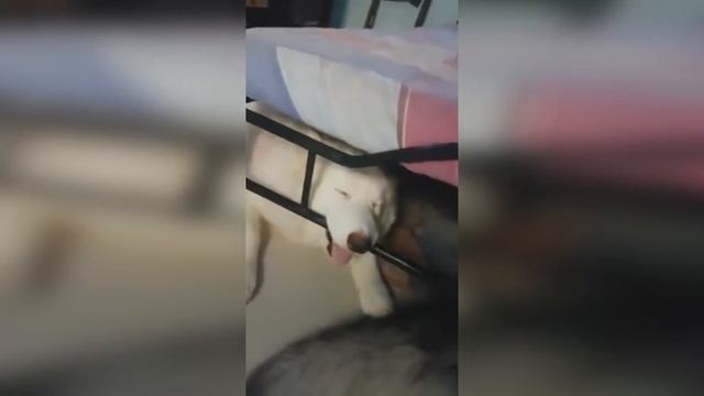 LIKE A BOSS COMPILATION ! BEST COUB #19 | ЛУЧШИЕ ПРИКОЛЫ 2019 МАЙ смотреть онлайн