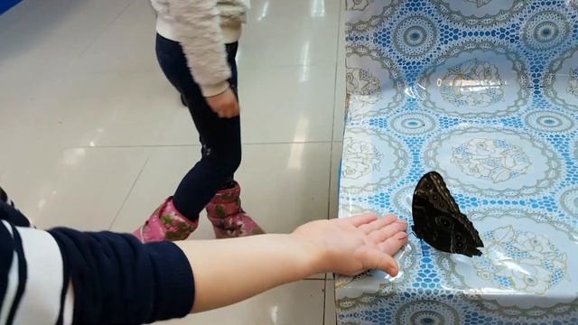 Vlog/ Прогулка/Алиса на выставке бабочек смотреть онлайн