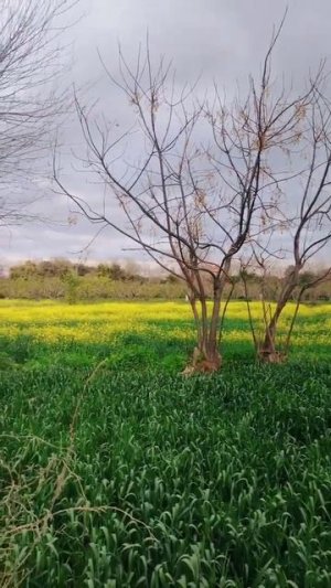 Mustard Fields in Village