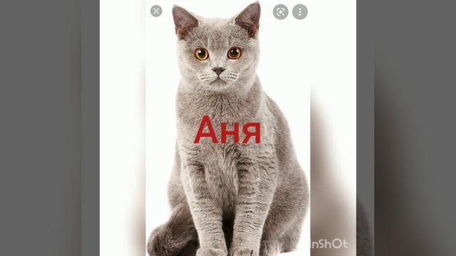 Кошка По Имени.🐱 смотреть онлайн