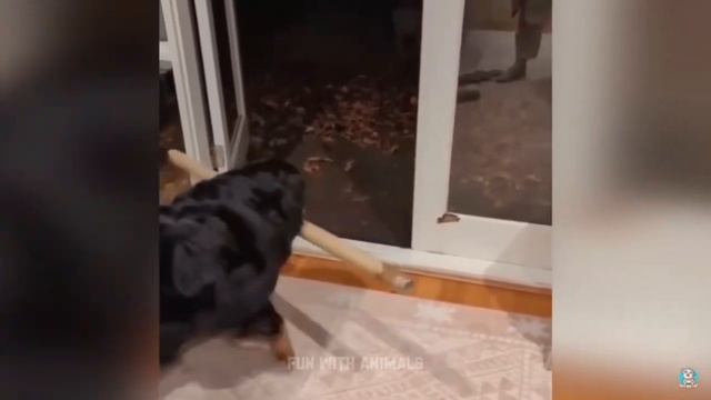 Самые смешные животные за 2023 год смотреть онлайн