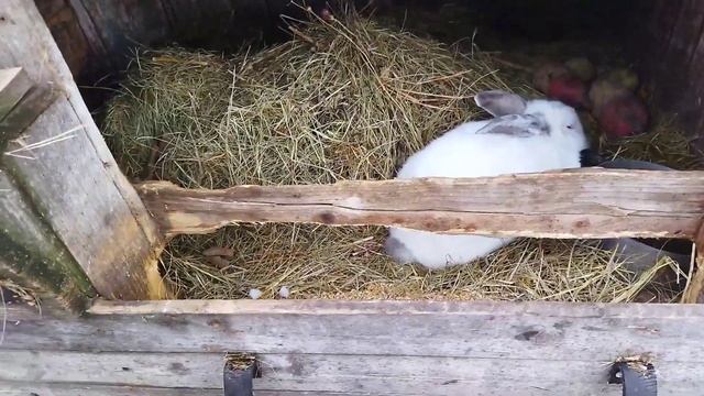 Минусы и Плюсы содержания кроликов