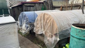 У нас опять похолодало 🙈, пытаемся уберечь свои растения от заморозков!