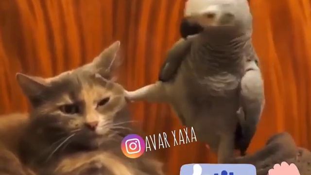 Авар хаха смотреть онлайн