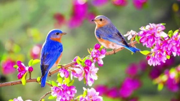 Любимая женщина - Сергей Дымов 2025