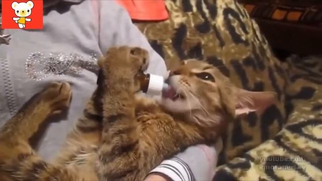 Смешные кошки 18 ● Приколы с животными осень 2015 коты ● Funny cats vine compilation ● Part 18 смотреть онлайн