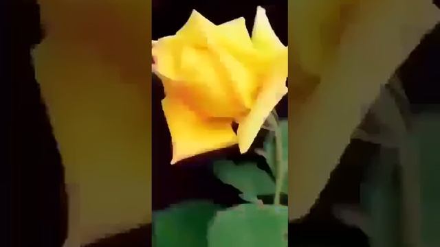 * ДОБРОЕ УТРО , ХОРОШЕГО ВЫХОДНОГО ДНЯ 🌹🌹🌹🤗 * смотреть онлайн