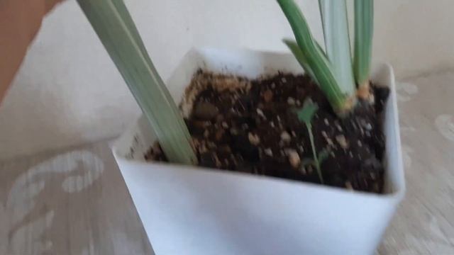 пересадка сансевиерии металика/ новые горшочки смотреть онлайн