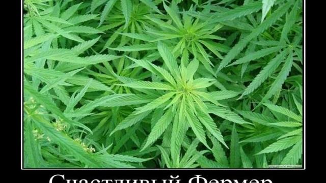 Картинки Демотиваторы Приколы 22509 смотреть онлайн